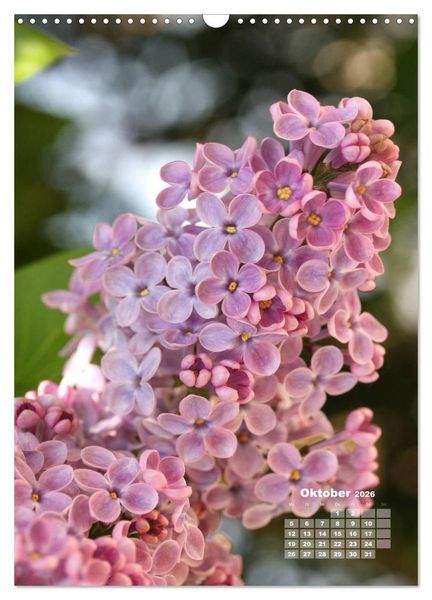 Produktbild: Fliederbl&uuml;te (Wandkalender 2026 DIN A3 hoch), CALVENDO Monatskalender