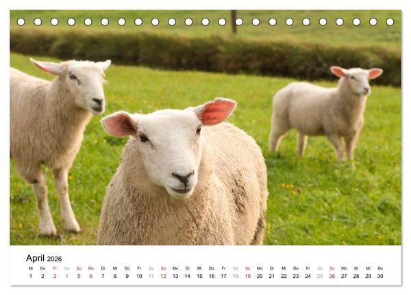 Produktbild: Hallig Hooge - zwischen Himmel und Erde (Tischkalender 2026 DIN A5 quer), CALVENDO Monatskalender
