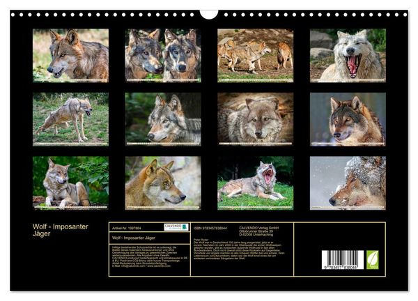 Produktbild: Wolf - Imposanter J&auml;ger (Wandkalender 2026 DIN A3 quer), CALVENDO Monatskalender