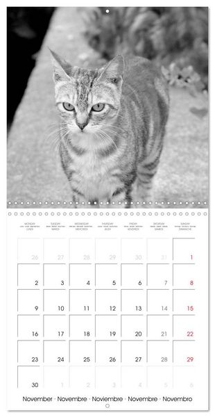Produktbild: Black and white cat whispers (Wall Calendar 2026 12 &times; 12 Inch) CALVENDO 12 Month Wall Calendar