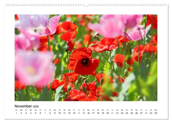 Produktbild: Mohn, zarte Bl&uuml;ten, starke Farben (hochwertiger Premium Wandkalender 2026 DIN A2 quer), Kunstdruck in Hochglanz
