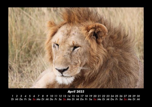 Produktbild: L&ouml;wen in der Wildnis 2025 Fotokalender DIN A3