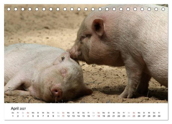 Produktbild: Schwein gehabt! (Tischkalender 2027 DIN A5 quer), CALVENDO Monatskalender