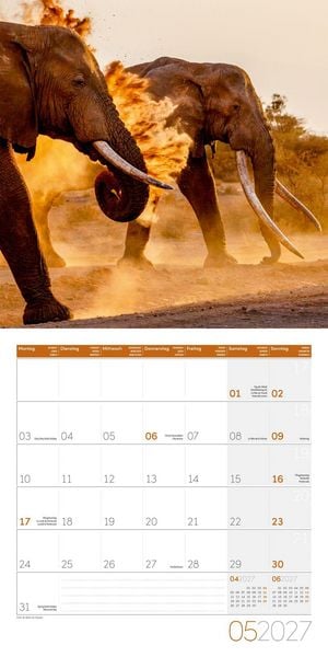 Produktbild: Elefanten Kalender 2027 - 30x30 - Art12