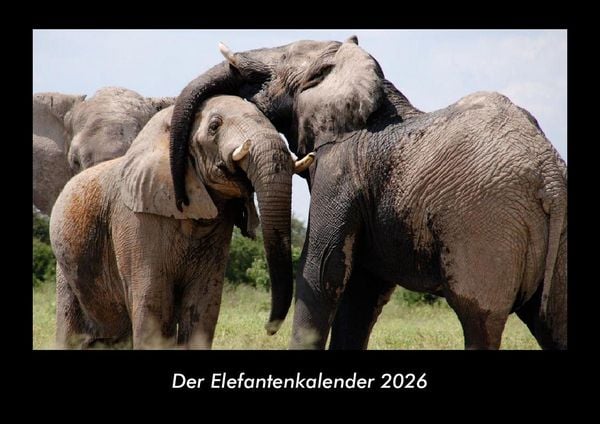Produktbild: Der Elefantenkalender 2026 Fotokalender DIN A3