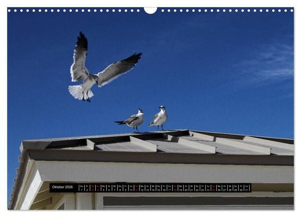 Produktbild: Florida Impressionen (Wandkalender 2026 DIN A3 quer), CALVENDO Monatskalender