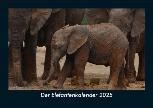 Produktbild: Der Elefantenkalender 2025 Fotokalender DIN A5