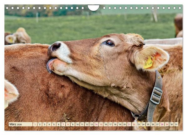 Produktbild: Berg-K&uuml;he, Natur pur - unser sch&ouml;nster Urlaub (Wandkalender 2026 DIN A4 quer), CALVENDO Monatskalender