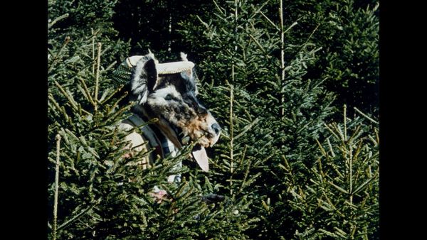 Produktbild: Der Wolf und die sieben jungen Gei&szlig;lein (1957) (Filmjuwelen / Schongerfilm-M&auml;rchen)