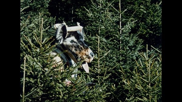 Produktbild: Der Wolf und die sieben jungen Gei&szlig;lein (1957) (Filmjuwelen / Schongerfilm-M&auml;rchen)