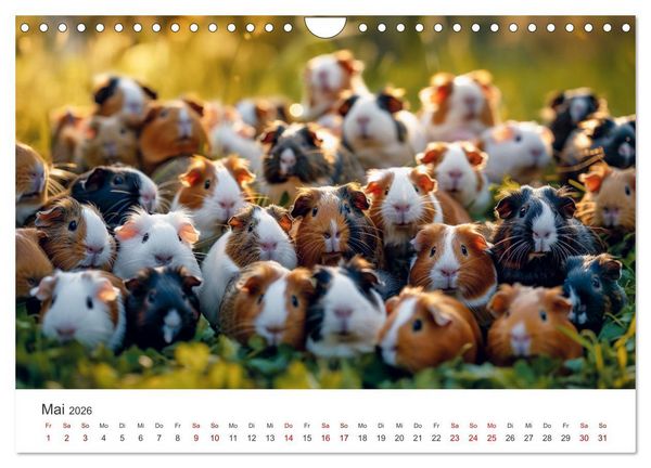 Produktbild: Wuschelbande - Ein Jahr voller Meerschweinchen (Wandkalender 2026 DIN A4 quer), CALVENDO Monatskalender