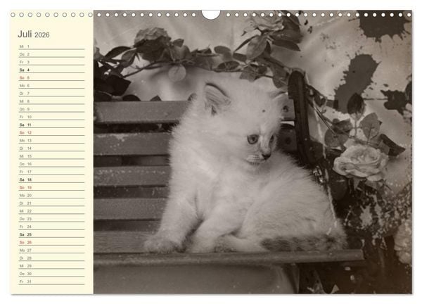 Produktbild: Oma's Katzenkalender 2026 (Wandkalender 2026 DIN A3 quer), CALVENDO Monatskalender