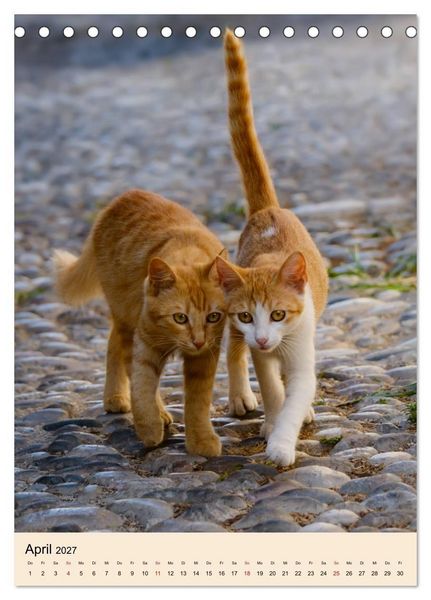 Produktbild: Katzen von Rhodos (Tischkalender 2027 DIN A5 hoch), CALVENDO Monatskalender