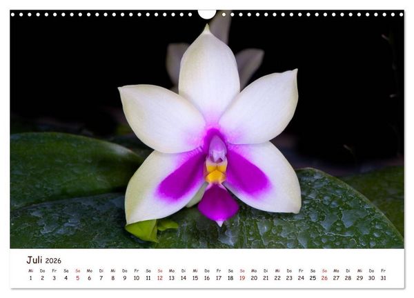 Produktbild: Orchideenzauber (Wandkalender 2026 DIN A3 quer), CALVENDO Monatskalender