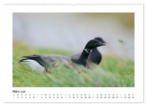 Produktbild: Geschnatter - Enten und G&auml;nse in Deutschland (hochwertiger Premium Wandkalender 2026 DIN A2 quer), Kunstdruck in Hochglanz