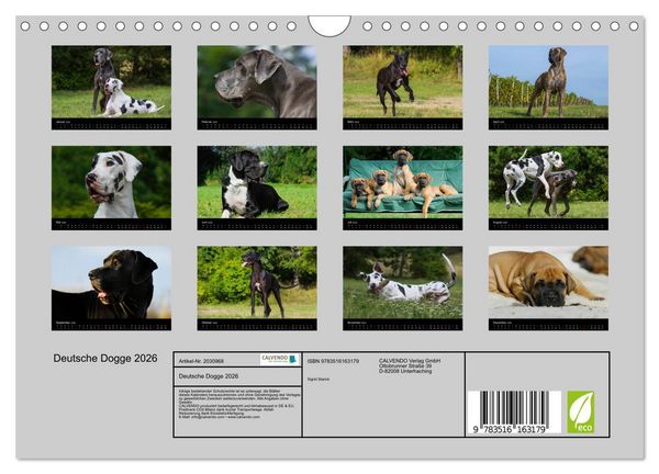 Produktbild: Deutsche Dogge 2026 (Wandkalender 2026 DIN A4 quer), CALVENDO Monatskalender