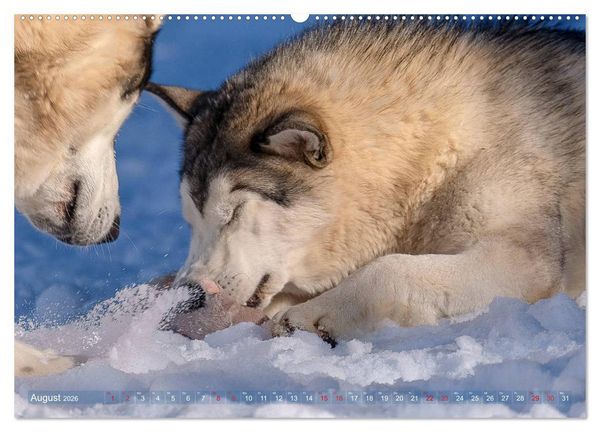 Produktbild: Alaskan Malamute in seinem Element (hochwertiger Premium Wandkalender 2026 DIN A2 quer), Kunstdruck in Hochglanz