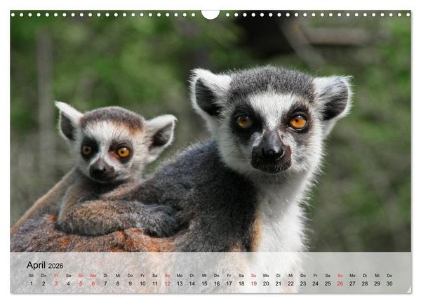 Produktbild: Faszination Affen. Kobolde zum Verlieben (Wandkalender 2026 DIN A3 quer), CALVENDO Monatskalender