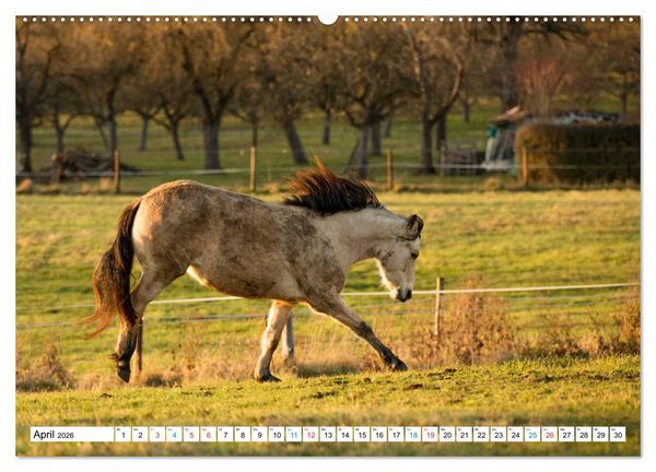 Produktbild: Durch das Jahr mit dem Connemara Pony Holly (hochwertiger Premium Wandkalender 2026 DIN A2 quer), Kunstdruck in Hochglanz