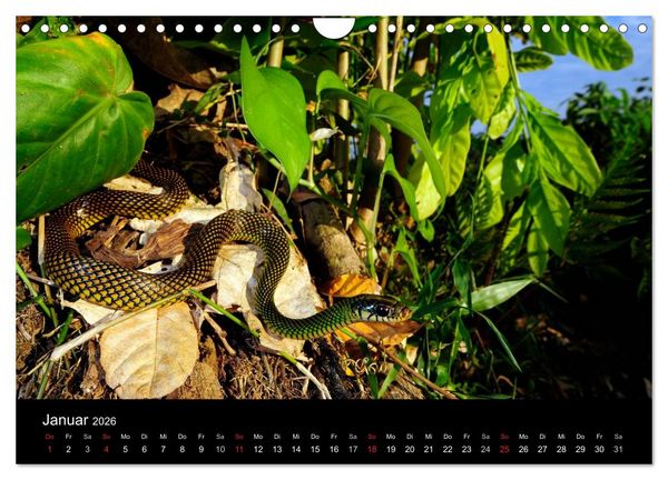 Produktbild: Schlangen (Wandkalender 2026 DIN A4 quer), CALVENDO Monatskalender