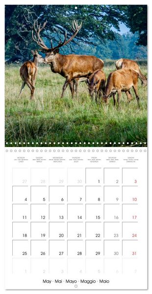 Produktbild: Aux bois des cerfs (Calendrier mural carr&eacute; 2026 30x30 cm) Calendrier double avec une page pour vos prises de notes