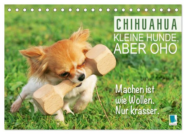 Chihuahua: Kleine Hunde, aber oho (Tischkalender 2026 DIN A5 quer), CALVENDO Monatskalender