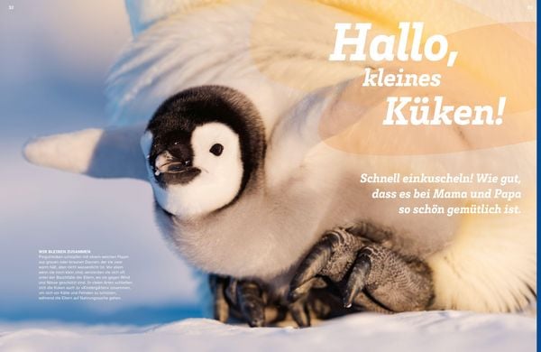 Produktbild: WAS IST WAS Pinguine. Immer cool drauf