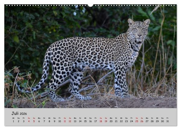 Produktbild: Leoparden - gro&szlig; und klein (Wandkalender 2026 DIN A2 quer), CALVENDO Monatskalender
