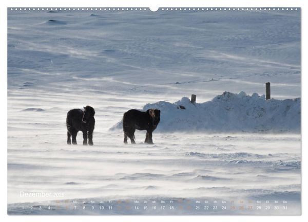 Produktbild: Islandpferde - Der T&ouml;lt Kalender (Wandkalender 2026 DIN A2 quer), CALVENDO Monatskalender