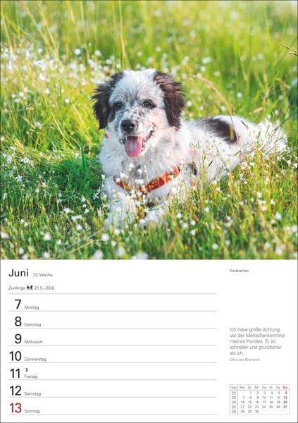 Produktbild: Hunde Wochenplaner 2027 - 53 faszinierende Fotografien
