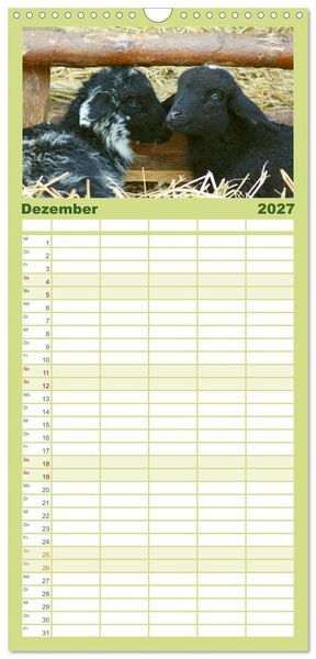 Produktbild: Familienplaner 2027 - Das Leben der Schafe mit 5 Spalten (Wandkalender, 21 x 45 cm) CALVENDO