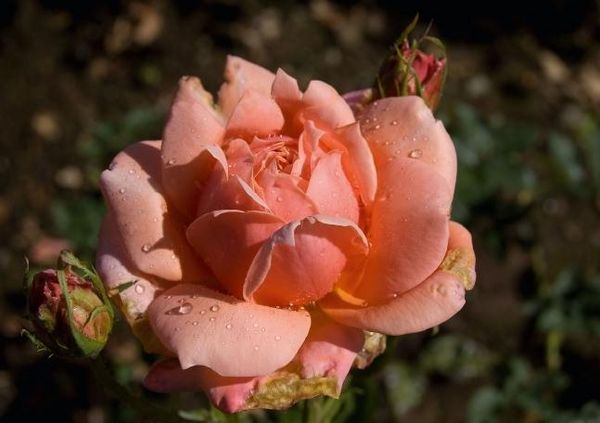 Produktbild: Madeiras Blumenwelt (Tischaufsteller DIN A5 quer)