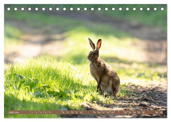 Produktbild: Feldhasen unterwegs in Wald und Flur (Tischkalender 2026 DIN A5 quer), CALVENDO Monatskalender