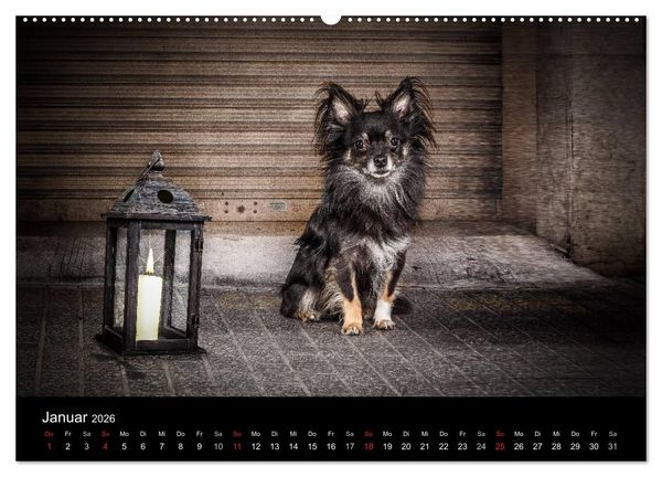 Produktbild: Chihuahuas - Cool and Cute (Wandkalender 2026 DIN A2 quer), CALVENDO Monatskalender
