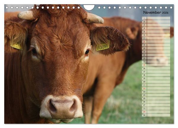 Produktbild: Gl&uuml;ckliche K&uuml;he (Wandkalender 2026 DIN A4 quer), CALVENDO Monatskalender