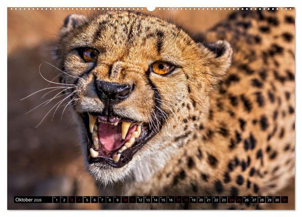 Produktbild: Afrikas Tierwelt - Geparde (Wandkalender 2026 DIN A2 quer), CALVENDO Monatskalender