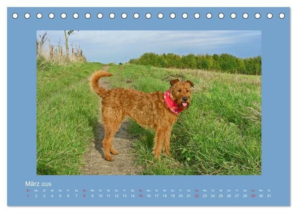 Produktbild: Kelly, der Irish Terrier - innen und au&szlig;en aus Gold (Tischkalender 2026 DIN A5 quer), CALVENDO Monatskalender