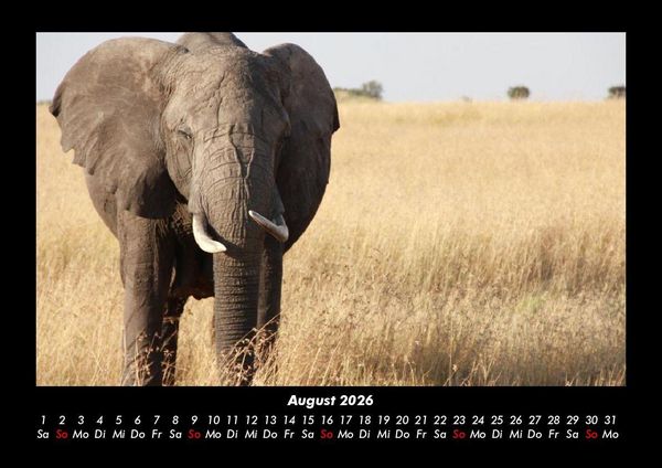 Produktbild: Der Elefantenkalender 2026 Fotokalender DIN A3
