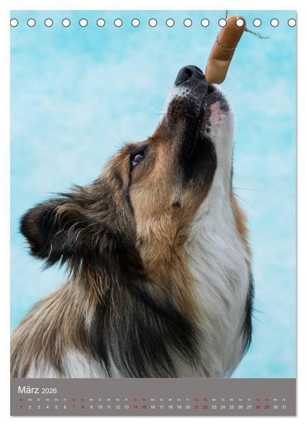Produktbild: Hundegesichter beim W&uuml;rstchenschnappen (Tischkalender 2026 DIN A5 hoch), CALVENDO Monatskalender