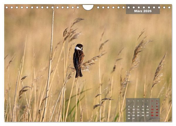 Produktbild: Naturparadies Nordstrand und Beltringharder Koog (Wandkalender 2026 DIN A4 quer), CALVENDO Monatskalender