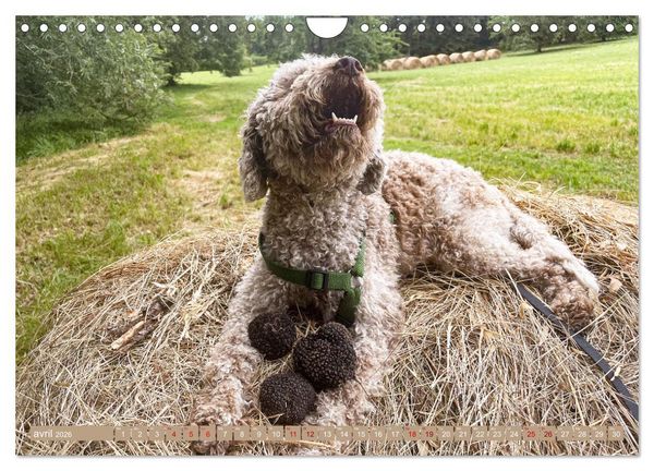 Produktbild: Tr&eacute;sors de truffes fran&ccedil;aises (Calendrier mural 2026 DIN A4 vertical), CALVENDO calendrier mensuel