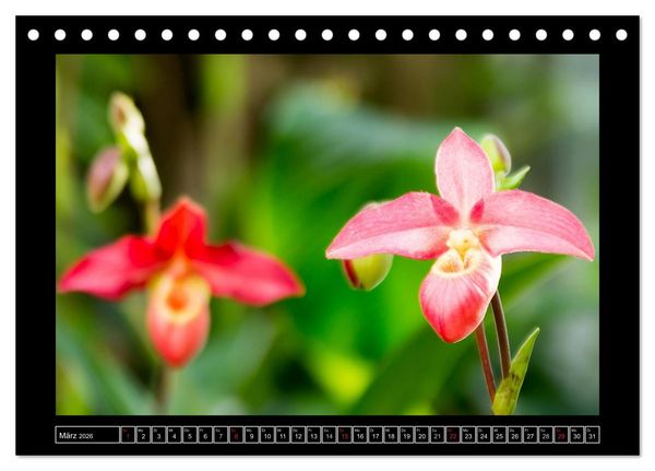 Produktbild: Frauenschuhe - die sch&ouml;nsten Orchideen der Welt (Tischkalender 2026 DIN A5 quer), CALVENDO Monatskalender