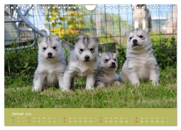 Produktbild: Husky Welpen (Wandkalender 2026 DIN A4 quer), CALVENDO Monatskalender