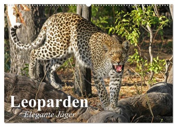 Produktbild: Leoparden. Elegante J&auml;ger (Wandkalender 2026 DIN A2 quer), CALVENDO Monatskalender