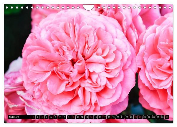 Produktbild: Rosen nat&uuml;rlich sch&ouml;n (Wandkalender 2026 DIN A4 quer), CALVENDO Monatskalender