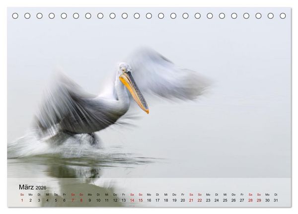 Produktbild: Krauskopfpelikane (Tischkalender 2026 DIN A5 quer), CALVENDO Monatskalender