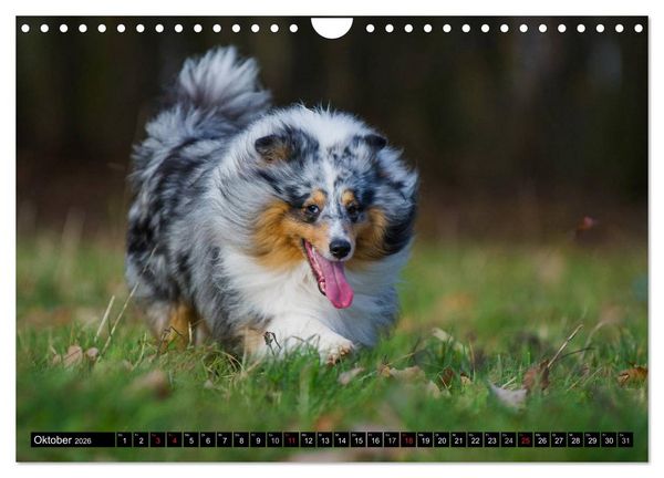 Produktbild: Traumhund Sheltie (Wandkalender 2026 DIN A4 quer), CALVENDO Monatskalender