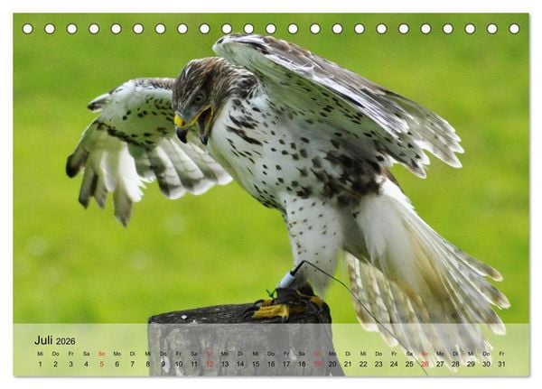 Produktbild: Falken und Greifv&ouml;gel. Edle J&auml;ger (Tischkalender 2026 DIN A5 quer), CALVENDO Monatskalender