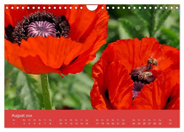 Produktbild: Fauna trifft Flora - Tierischer Besuch im Pflanzenreich (Wandkalender 2026 DIN A4 quer), CALVENDO Monatskalender