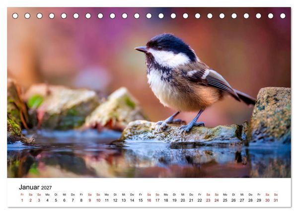 Produktbild: Federleicht - Das geheime Leben der Meisen (Tischkalender 2027 DIN A5 quer), CALVENDO Monatskalender